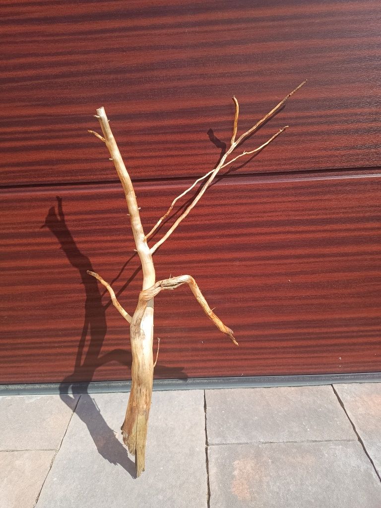 Fajny, średni naturalny korzeń do akwarium