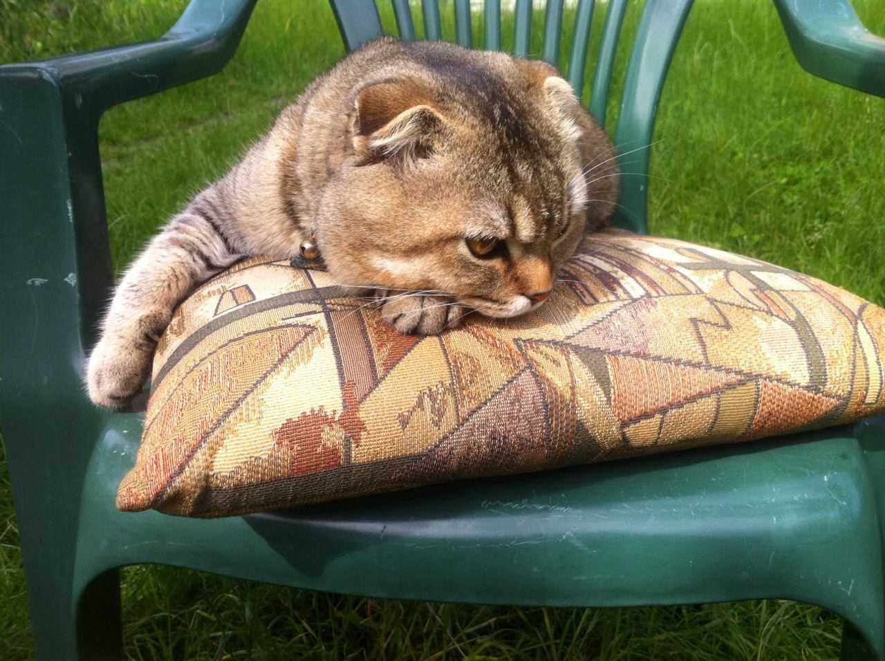 Опытный Золотой Вислоухий Шотландский кот ждет кошек для вязки