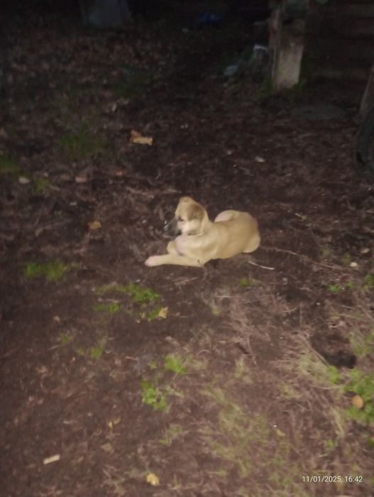 Віддам у добрі руки маленьку дівчинку!