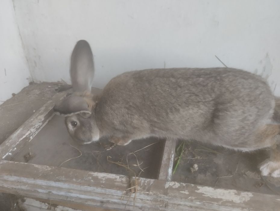 Продам Кролики кролi