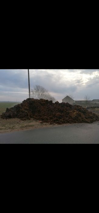 Obornik bydlecy / kurzak transport oraz rozrzucanie