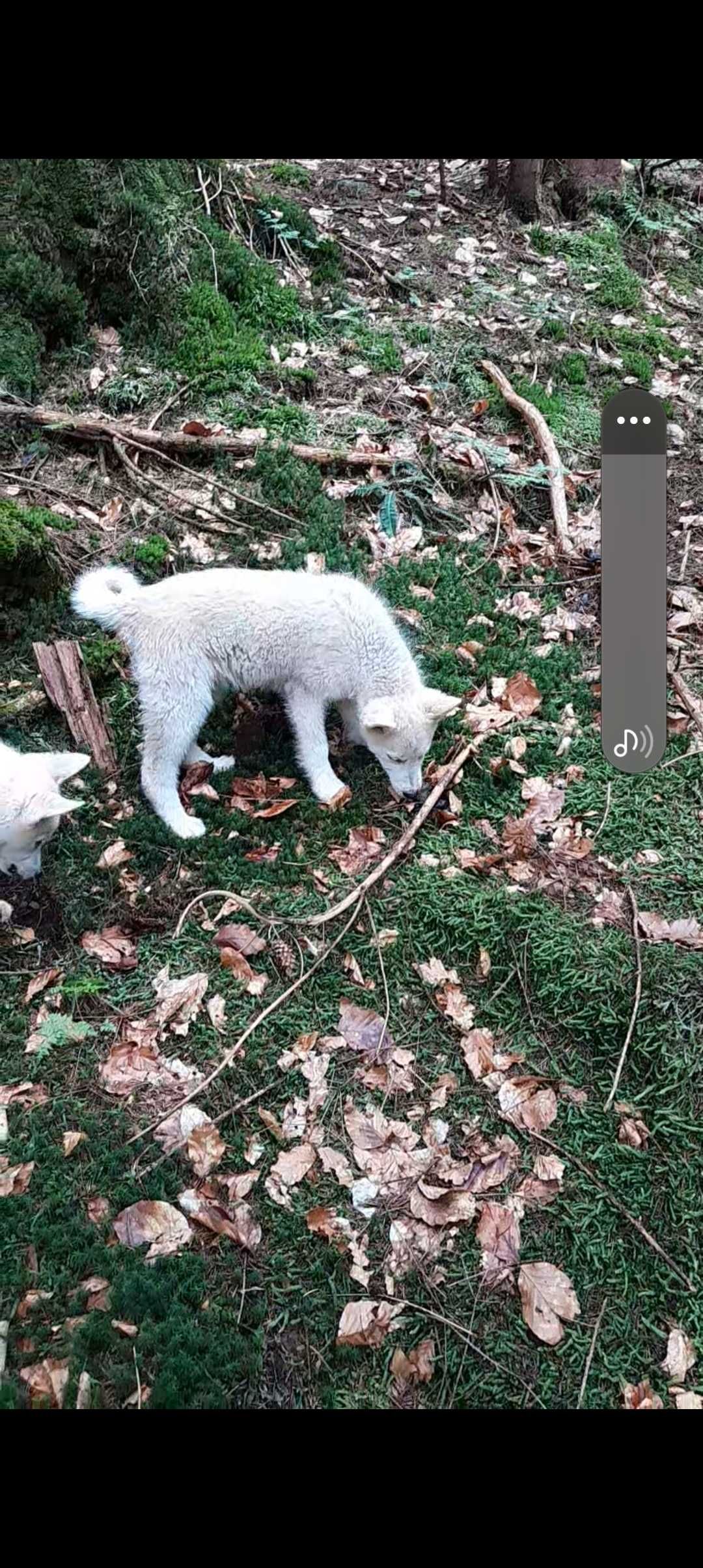 Щенки ЗСЛ  чотири місяці