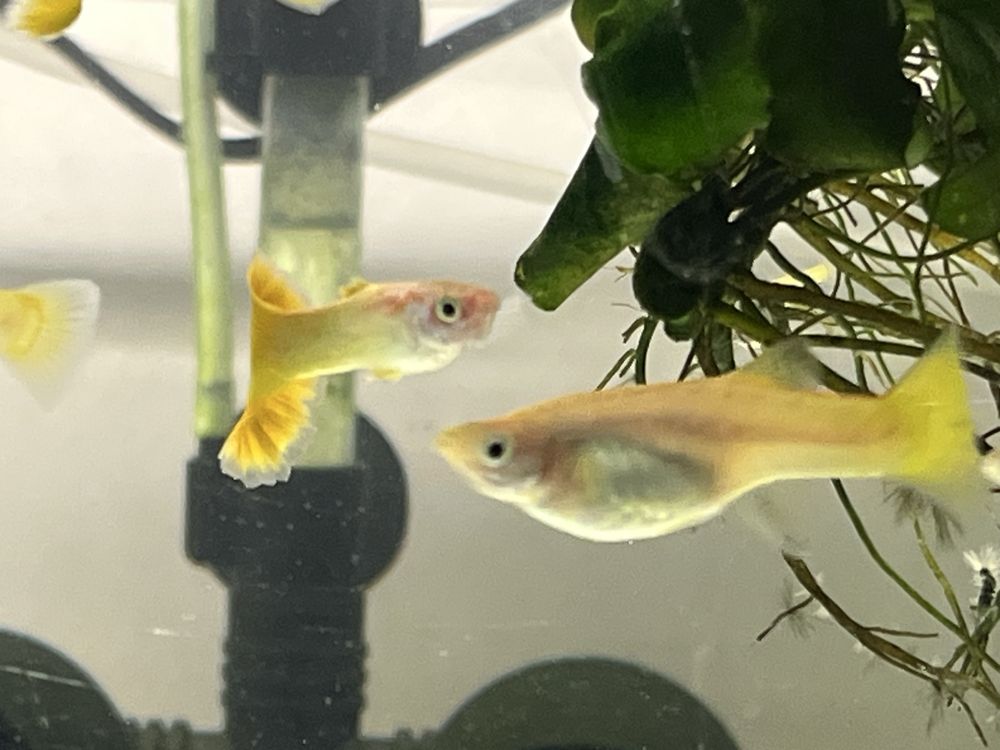 Gupiki Yellow wysyłka!!!