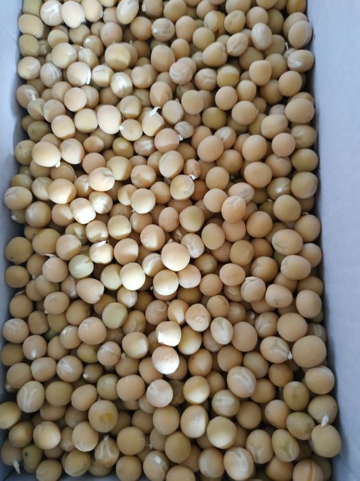 Groch  , groszek, peluszka, poplon