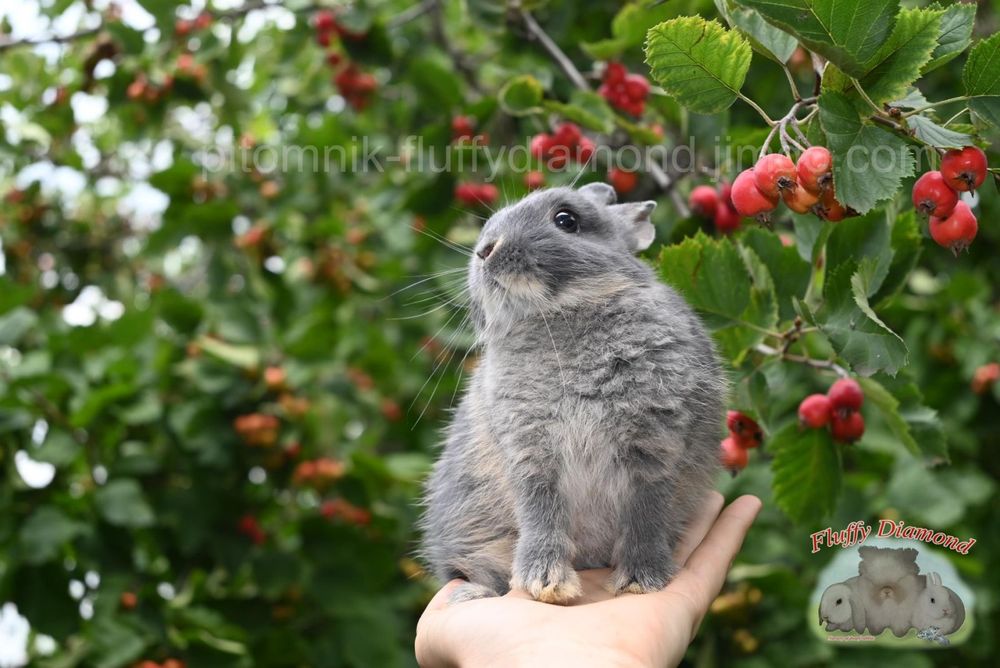 Нідерландський карлик. Кролик з маленькими вушками.