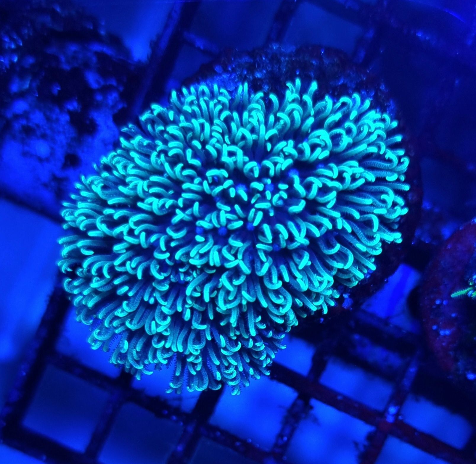Briareum fluo koralowiec akwarium morskie koralowce