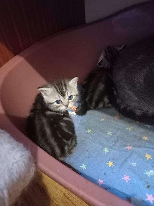 Шотландські кошеннята