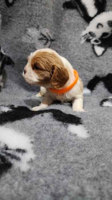 Cavalier King Charles spaniel piesek