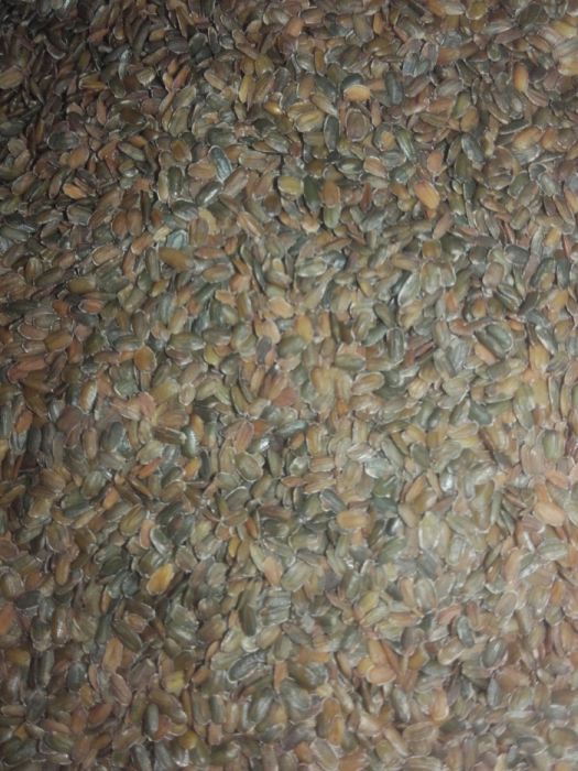 Maciejka dwuroga rórzowata