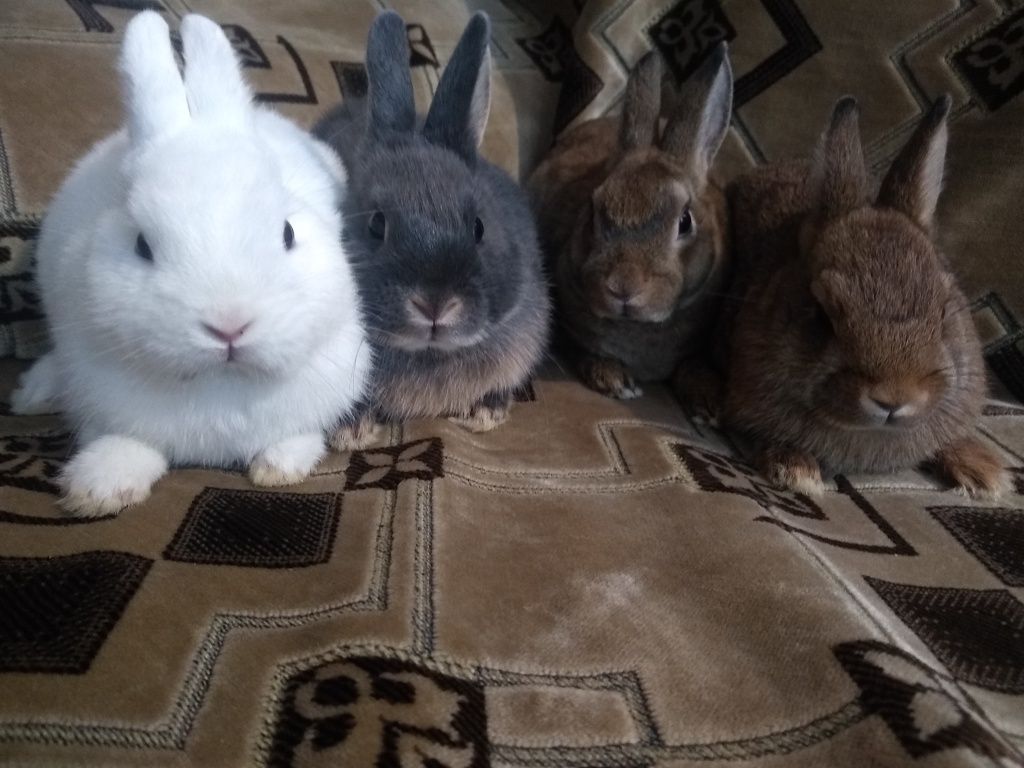 Кролики карликовые и Мини