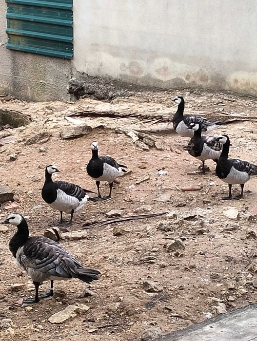 Patos Mignon, Gansos face branca, Faisões, Mandarim