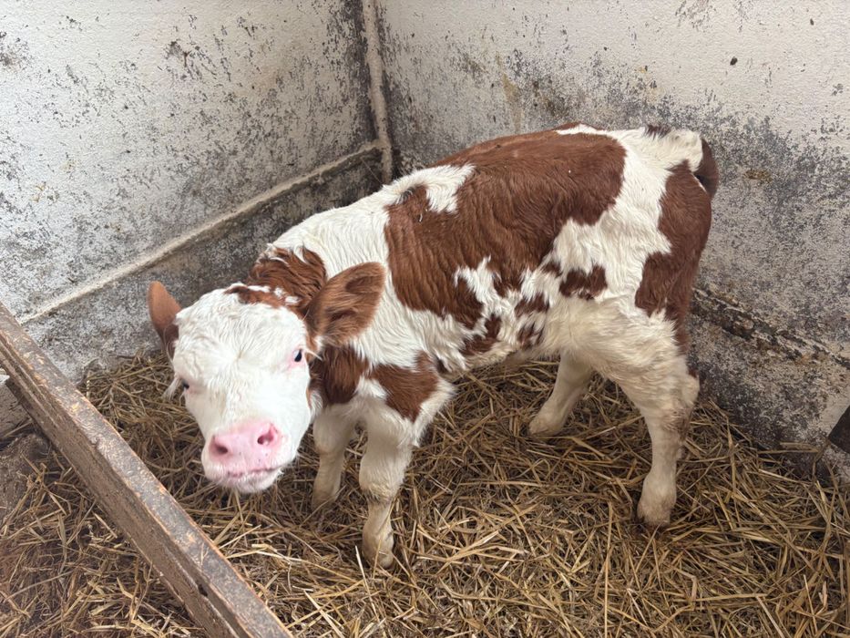 Sprzedam cielaka byczek