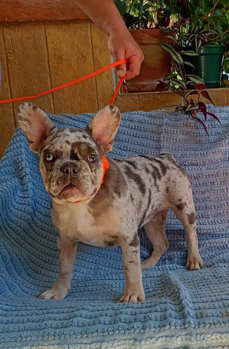 Bulldogue francês fêmea merle