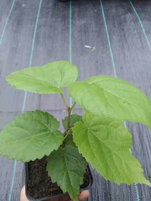 Липа.Саджанці.Широколиста та серцелиста