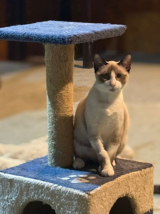 Gatinhos 7/8 meses ADOÇÃO!