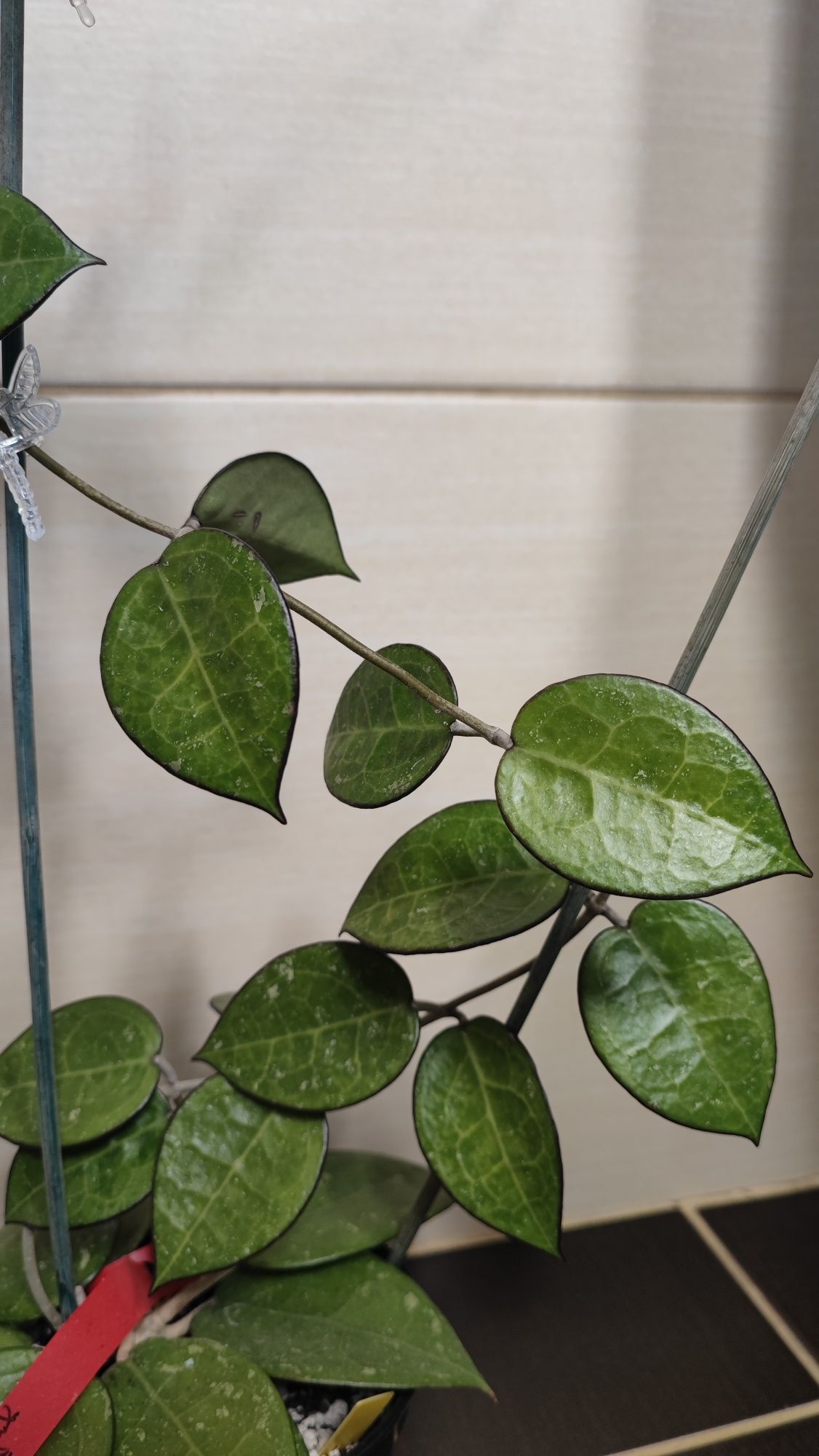 Hoya Anjuk Ladang