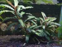 Bucephalandra Aqua Artica, roślina akwariowa.