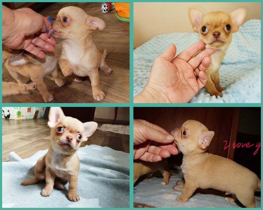 Рыжий рыжий чихуашик