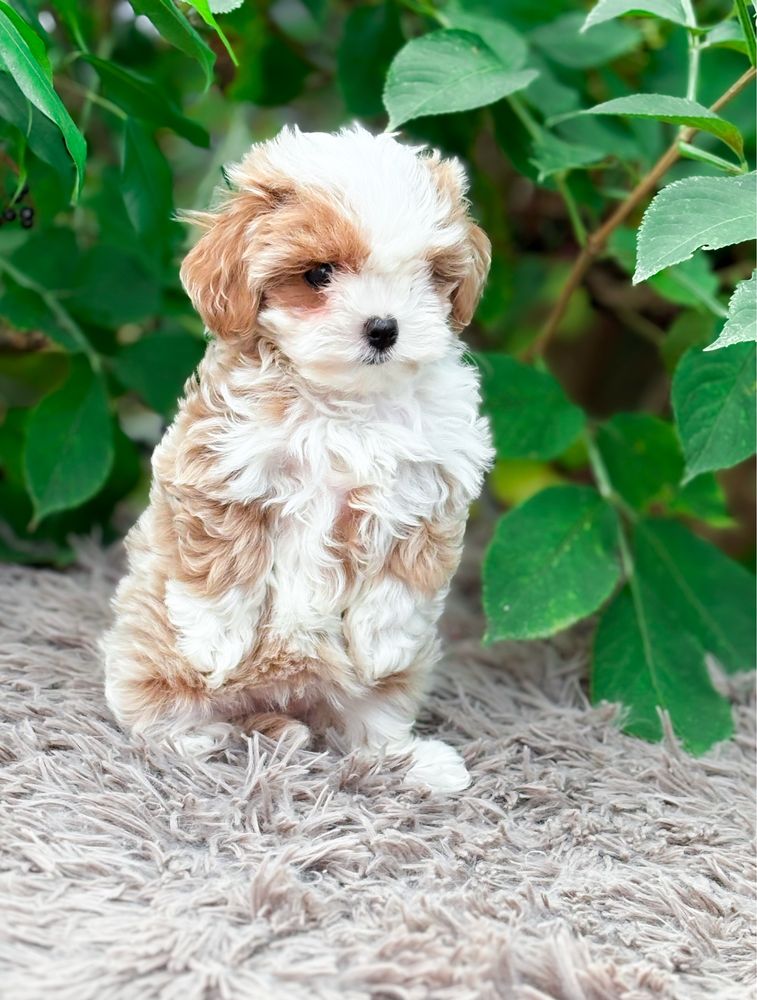 Mini Maltipoo bardzo inteligentna suczka po szkoleniu