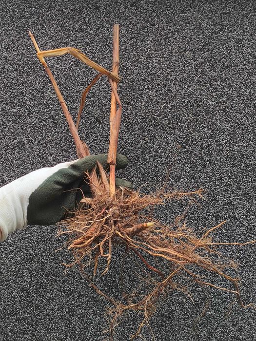 Miskant Olbrzymi sadzonka