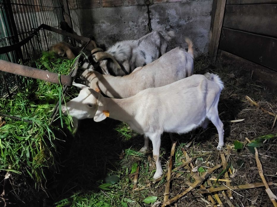 Cabra branca a meia idade