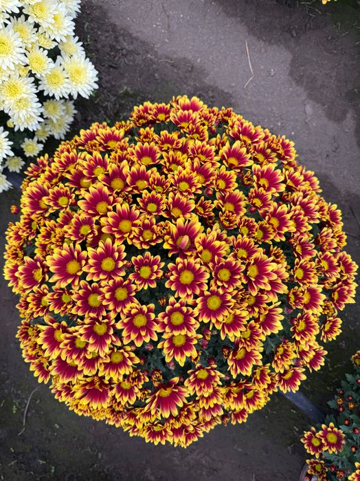 Chryzantemy drobnokwiatowe