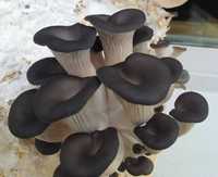 Мицелий на брусочках (грибные палочки) Вешенки китайской чёрной