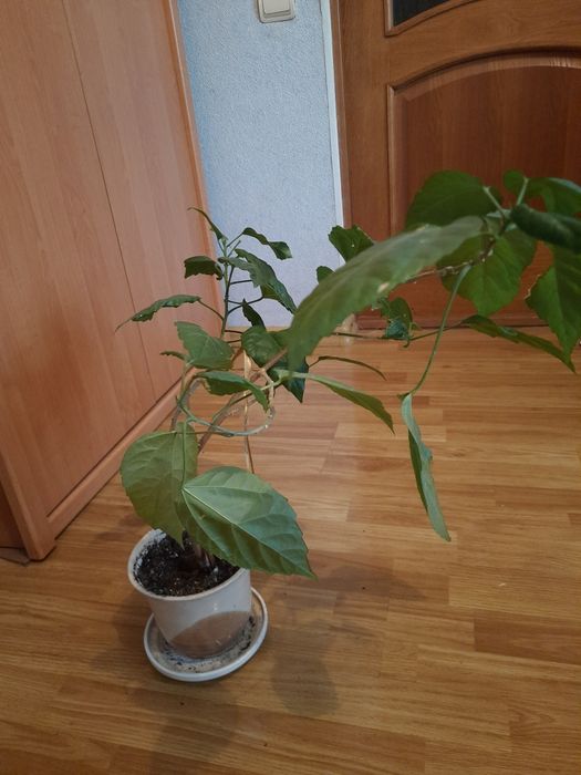 Вазон китайська роза