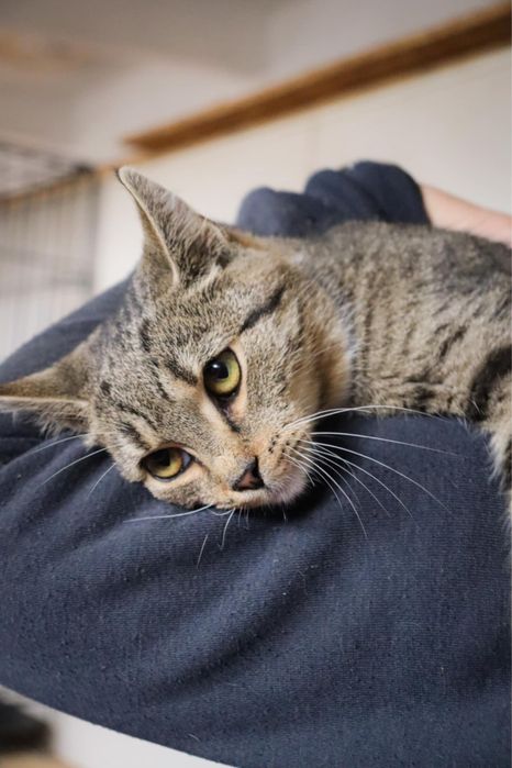 Debi urocza dziewczynka szuka domu