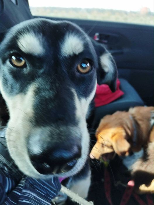 Sparta świętokrzyski kundelek do adopcji