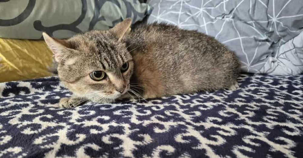 Trinity - koteczka do adopcji