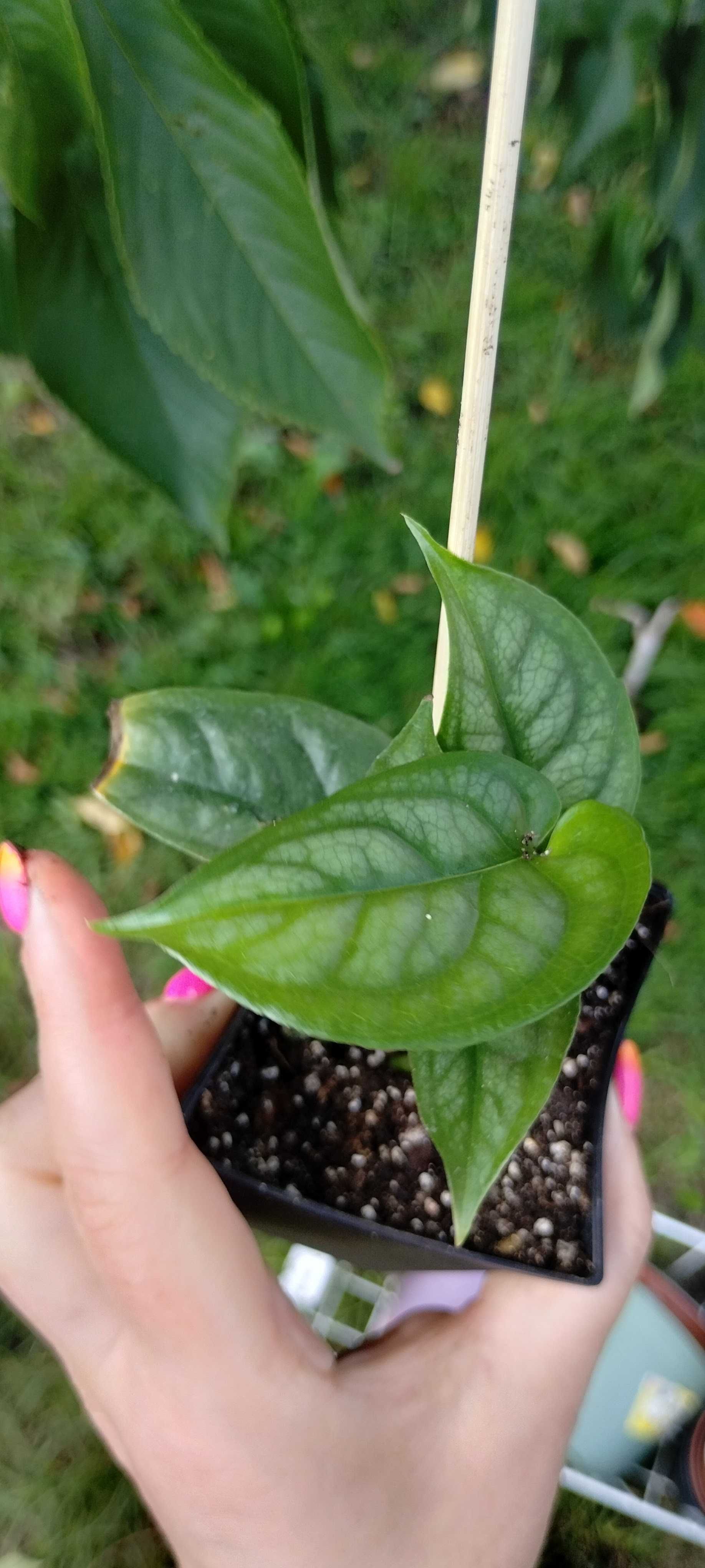monstera siltepcana