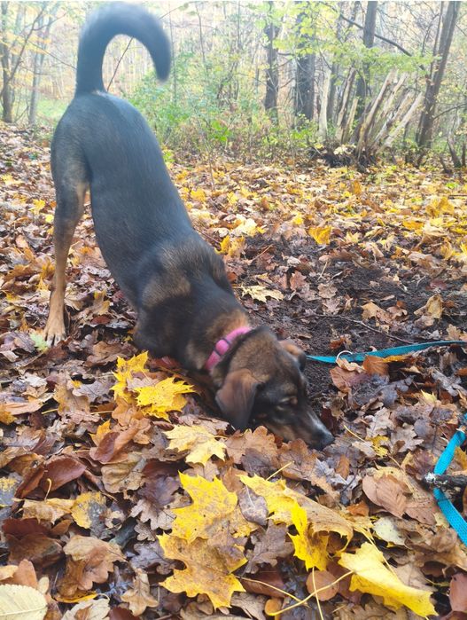 Młody Książę - pełen życia, radosny, duży - jeszcze szczeniak