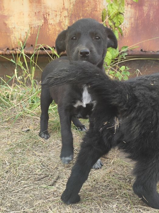 Цуценята безкоштовно