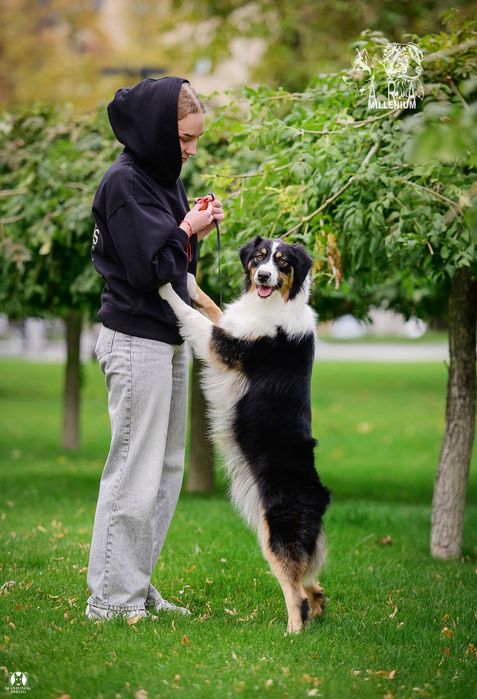 Owczarek australijski (Aussie) — suczka