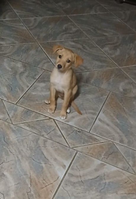 Cães para adoção