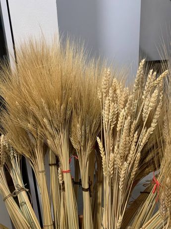 Жито, пшениця колоски