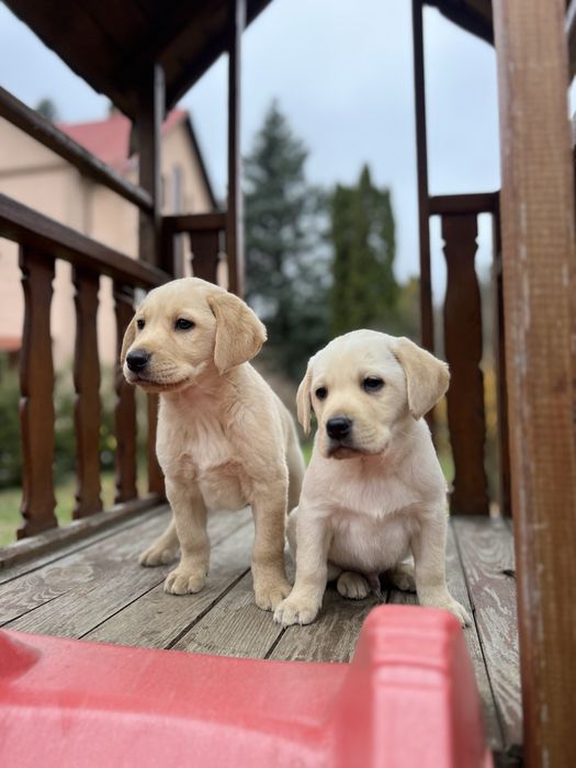 У нас найкращі Лабрадори