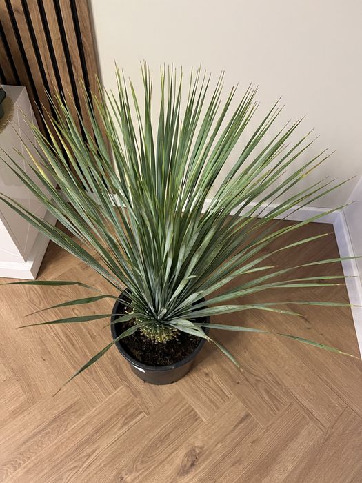 Юка Yucca rostrata (d 28см горщик)