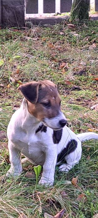 Jack russell terrier suczka nr.3 Stary sącz