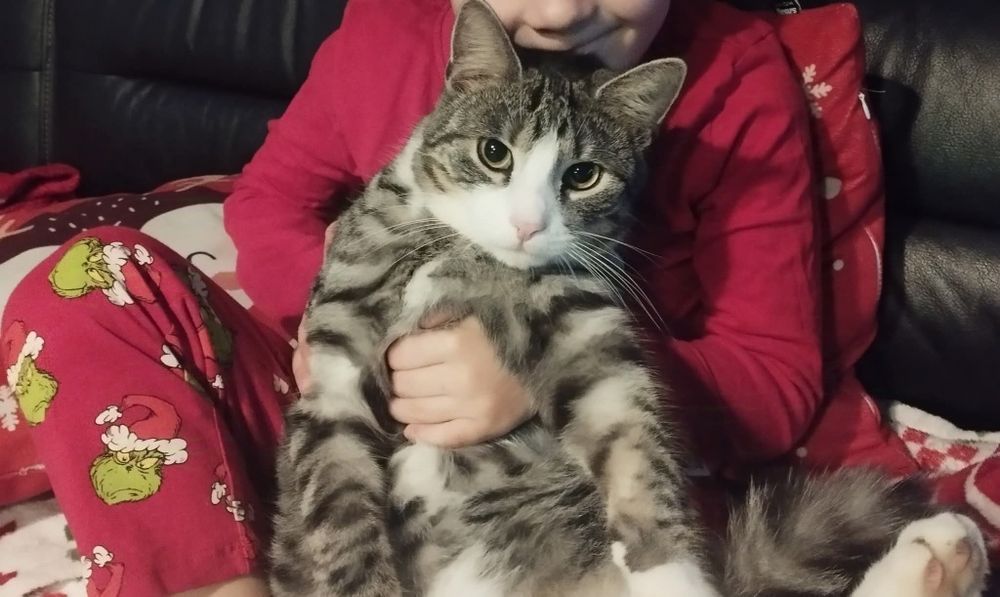 Zaginiony kot z miejscowości Paterek