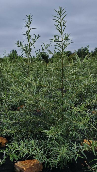 Саджанці обліпихи сорту Герго!! Великий вибір сортів!