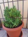 Suculentas em vaso