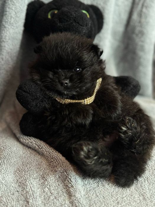 Чорні та кремові цуценята шпіц