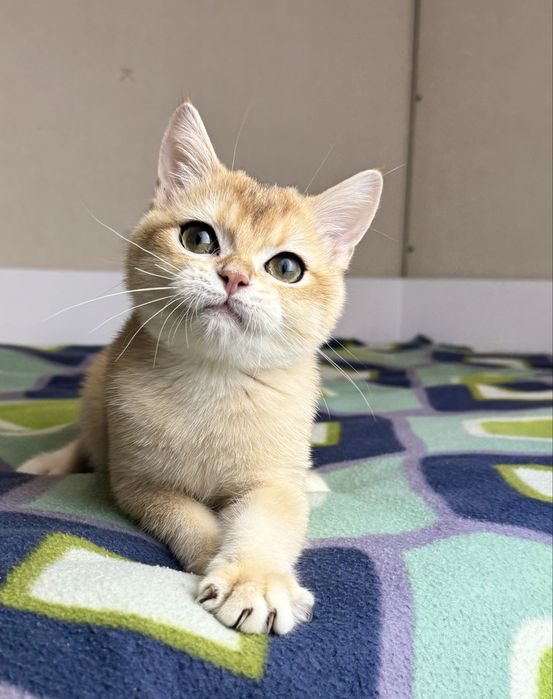 Котик шукає найкращу родину