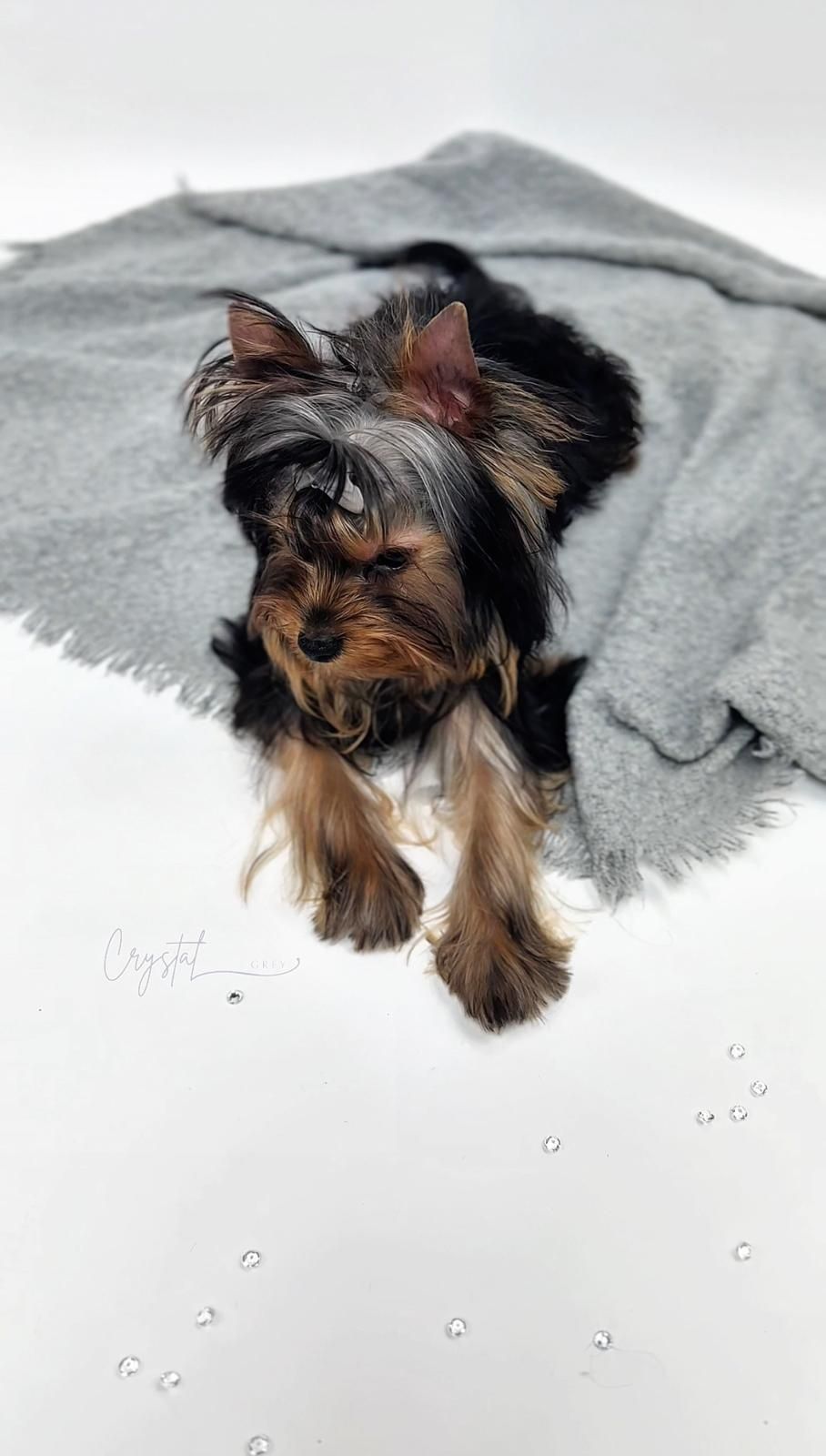 York Yorkshire terrier FCI : DAGLAS - piesek