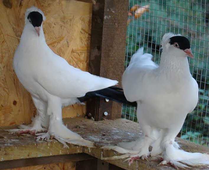 Gołąb samiec krymka