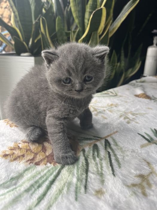 Kotka brytyska Rodowod !