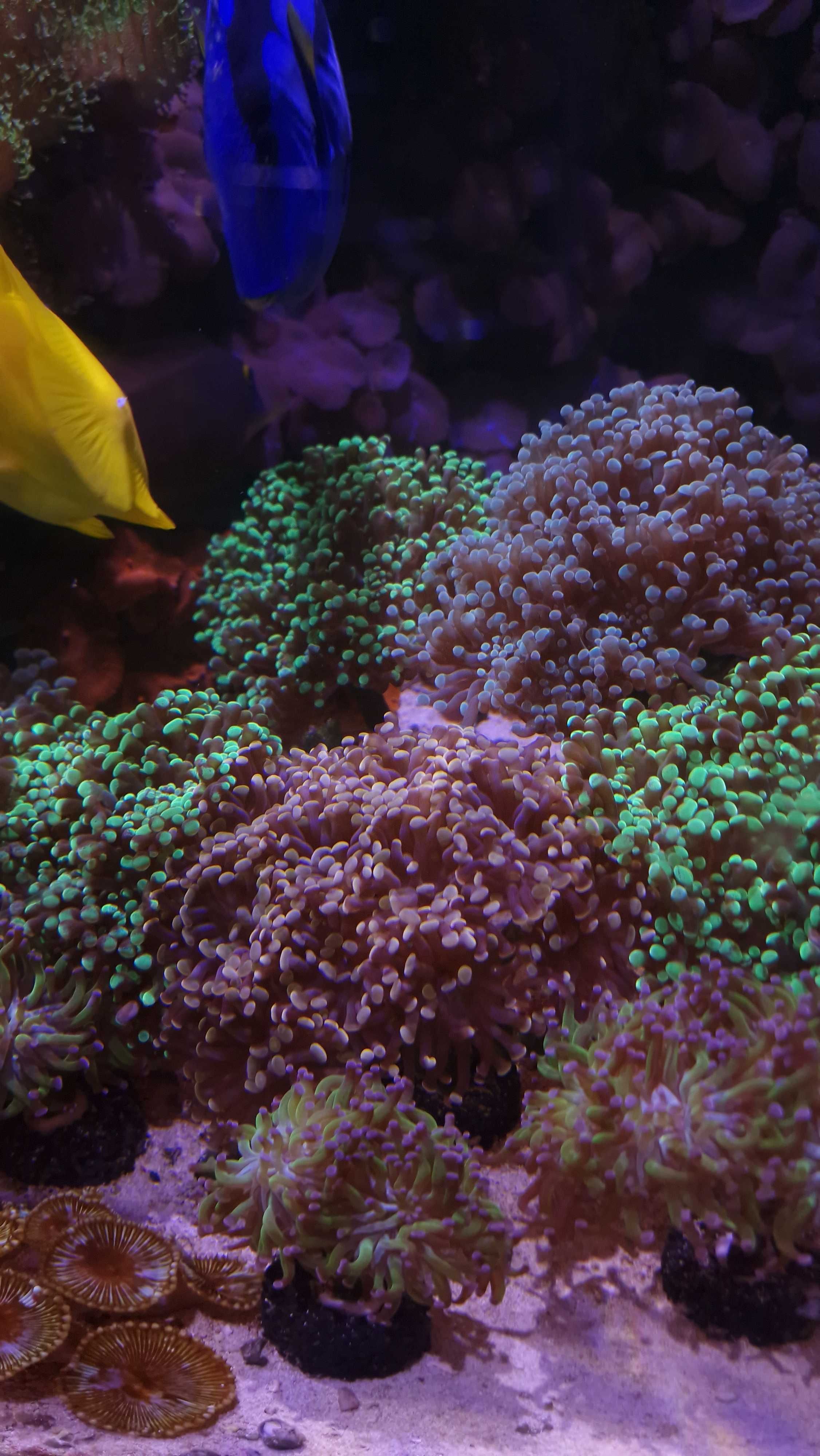 Euphyllia paraancora duże - 10+ główek akwarium morskie likwidacja