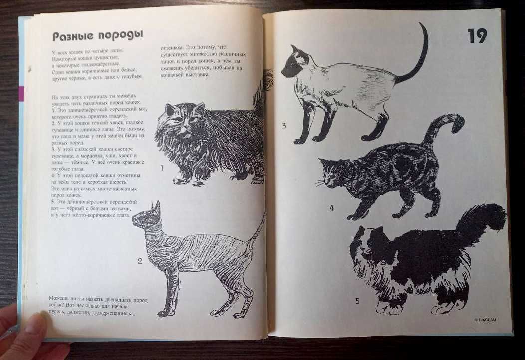 Давайте нарисуем кошек, собак и других животных